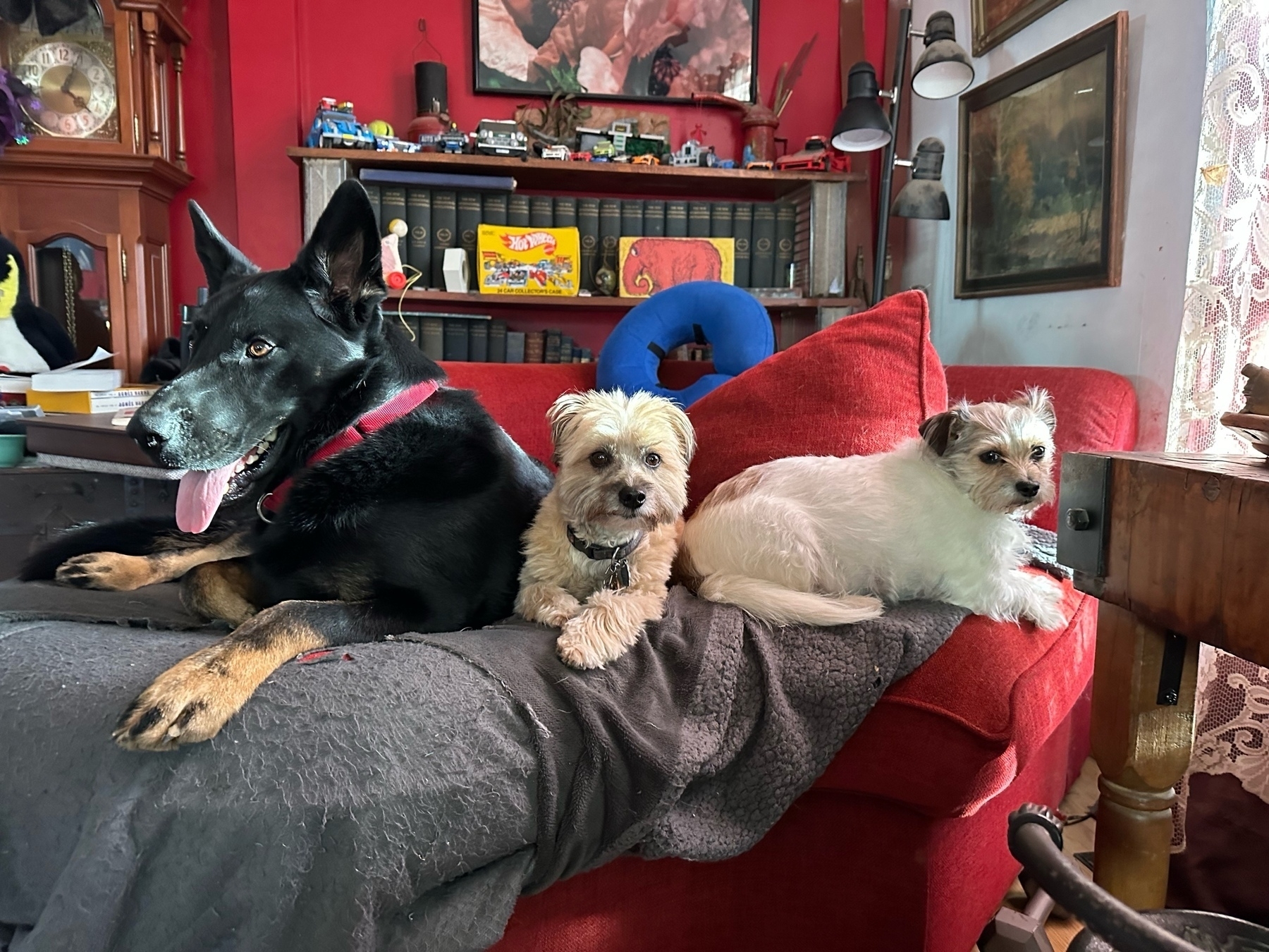 three dogs on a red chaise from L to R: Kirby, the German Shepherd; Hildy, The Morkie; Izzy, the Jorkie (we think)