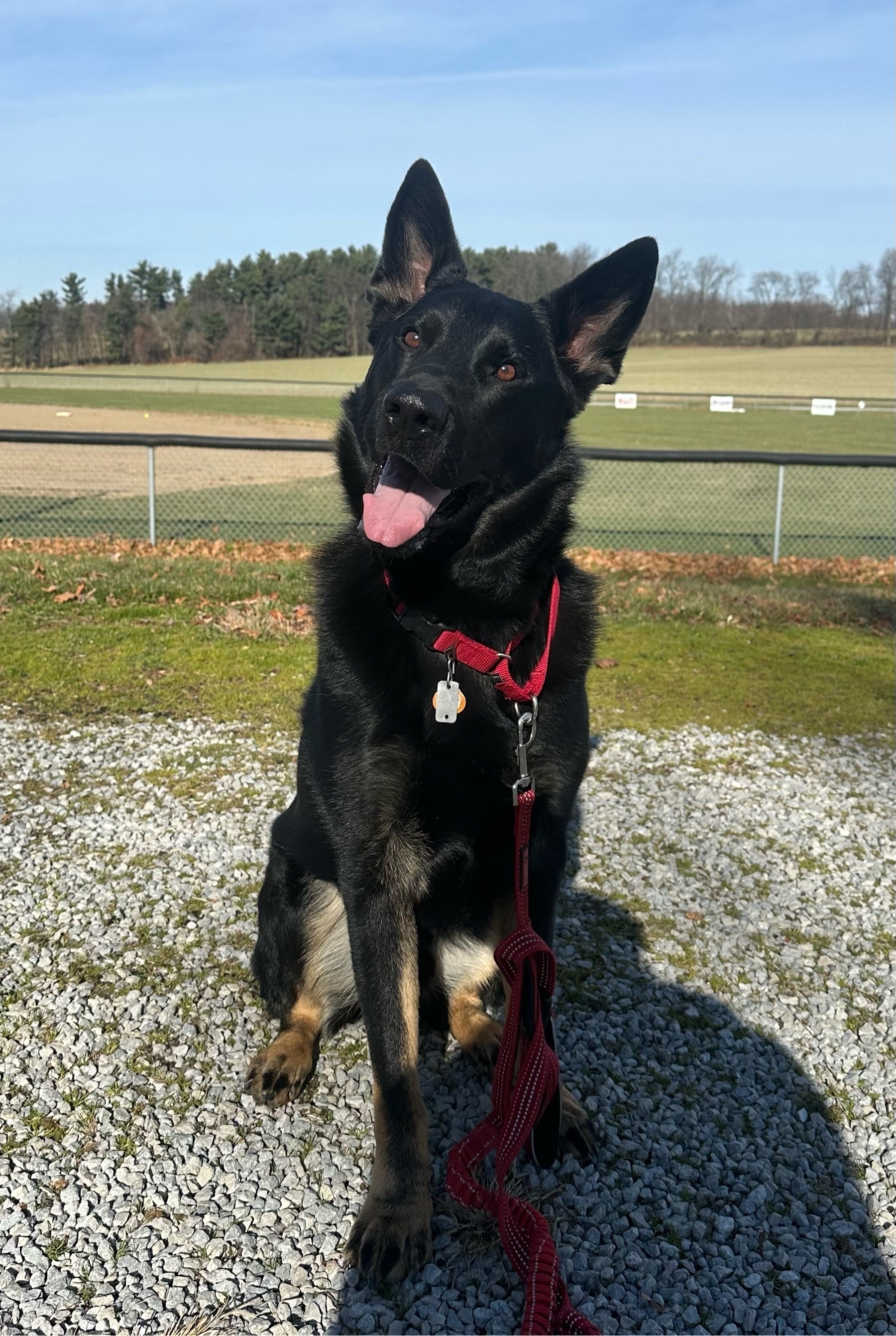 a ridiculously handsome german shepherd strikes a pose, an empty baseball field in the background, blue sky above.