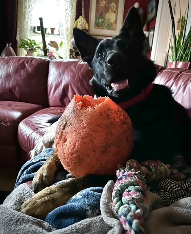 Kirby, the german shepherd, with his half-chewed jolly ball. Smiles abound.